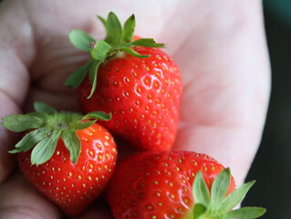 Strawberries in hand