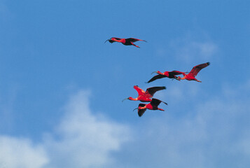 Ibis rouge-Eudocimus ruber