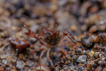 crawfish in the river