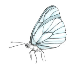 Bl&uuml;tenfall bee butterfly kamil