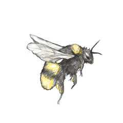 Bl&uuml;tenfall bee butterfly kamil