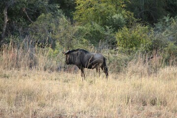 Fototapeta premium Blue wildebeest standing proud in the grassland