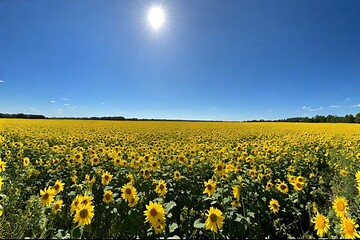 Fototapeta premium Endless field of sunflowers under a bright summer sun