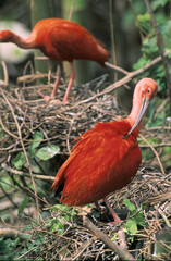 Naklejka premium Ibis rouge-Eudocimus ruber