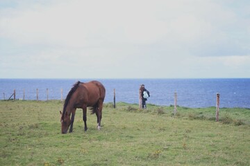 horses in the field