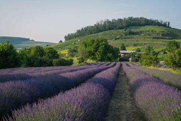 Campo