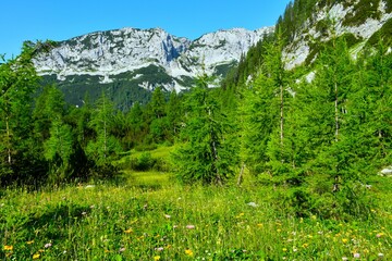 Alpine meadow with