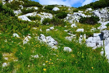 Beautiful alpine landscape with mugo pine and rocks and yellow and white flowers covering the meadow at Lazovški Preval in Gorenjska, Slovenia