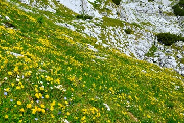 Alpine meadow with yellow kidneyvetch (Anthyllis vulneraria) flowers in Julian alps