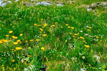 Meadow with yellow ox-eye (Buphthalmum salicifolium) flowers