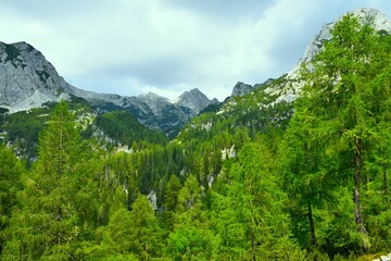 Mountain landscape with a larch (Larix decidua) forest and peaks behind in Julian alps, Gorenjska, Sloveniavalle