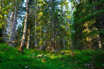 Coniferous spruce (Picea abies) forest