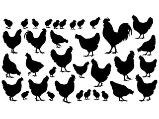 Collection of black chicken and chick silhouettes in various poses and sizes isolated on transparent background silhouette © PixelSaga MH2 