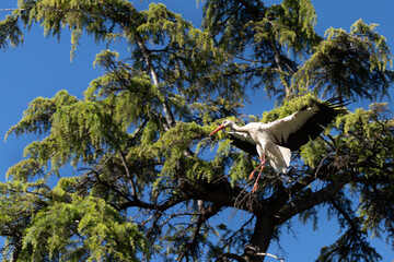 Stork flying. Beautiful picture. Alcala de Hernares, Madrid, Spain.