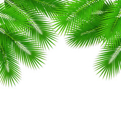 Fototapeta premium Vibrant green palm fronds bordering a black background with a tropical feel