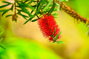 Callistemon citrinus (Crimson Bottlebrush) in natural habitat