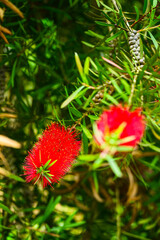 Callistemon citrinus (Crimson Bottlebrush) in natural habitat