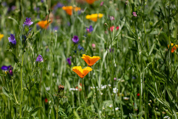 Beautiful field of different flowers