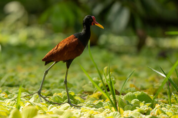 jacana on plants