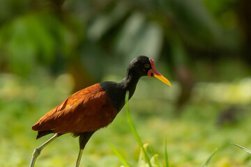 Jacana bird