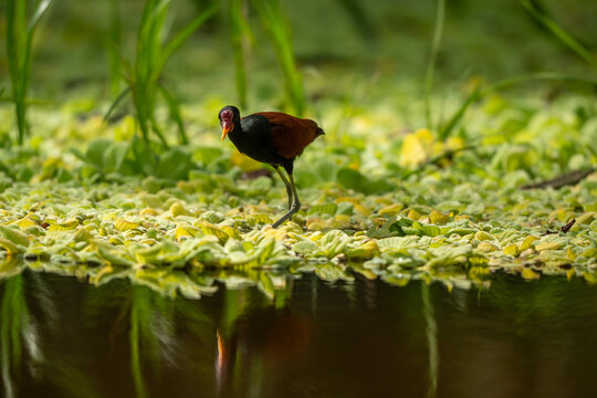 bird in the grass