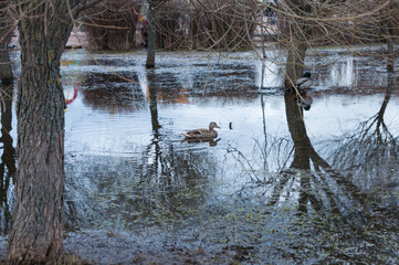 Duck swimming on in spring in city park in big puddle among trees