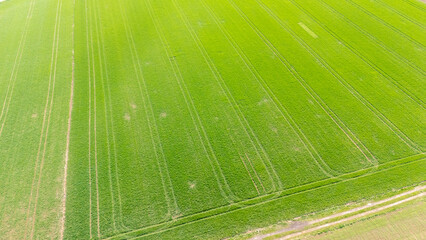 Aerial view of a lush green field with distinct tractor tracks. The vibrant colors of the grass suggest a healthy crop environment, ideal for agriculture-focused projects.