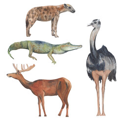 Rhea bird, cayman crocodile, elk, hyena - watercolor illustrations Jpg file on white background Hand-painted animal clipart Great for nursery decor, educational material and etc.