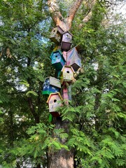 Colorful Wooden Bird Houses in the Park, Bird Care