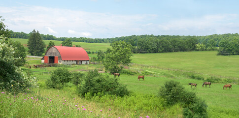 Rural New York state farmyard barn with horses in field