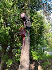 Colorful Wooden Bird Houses in the Park, Bird Care