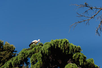 Stork flying. Beautiful picture. Alcala de Hernares, Madrid, Spain.