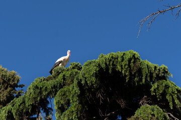 Stork flying. Beautiful picture. Alcala de Hernares, Madrid, Spain.