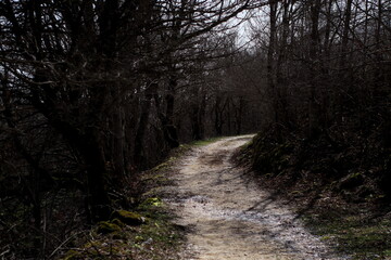 Obraz premium path in the woods