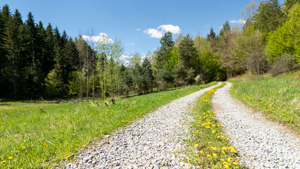 Winding gravel path surrounded by vibrant green grass and dandelions under a clear blue sky, offering a serene view of nature in springtime.