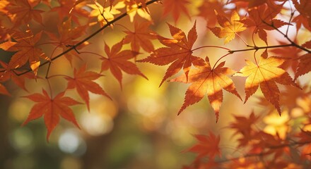逆光に輝く紅葉の葉と秋の自然の美しさ