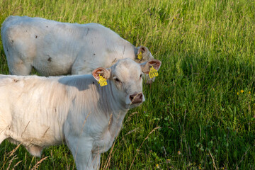 cow in a field