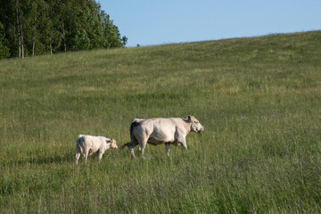 cow with calf in the meadow