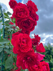 In the summer, bright red roses bloom in the country.