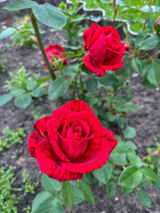 In the summer, bright red roses bloom in the country.