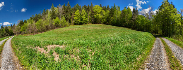 A scenic landscape showing two diverging dirt paths in a lush green meadow surrounded by tall trees...