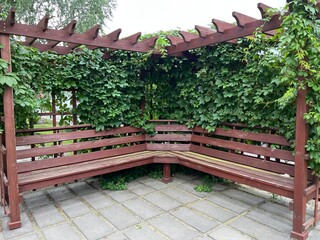 Wooden gazebo with a bench, covered with ivy. A place to relax