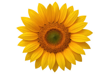 Fototapeta premium Vibrant sunflower bloom highlighting