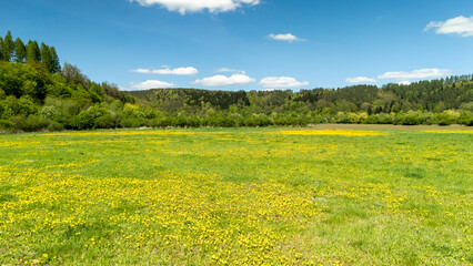 Fototapeta premium Vibrant spring field dotted with yellow dandelions, lush green grass, and trees under a clear blue sky. Ideal for nature, outdoor activities, and seasonal campaigns.