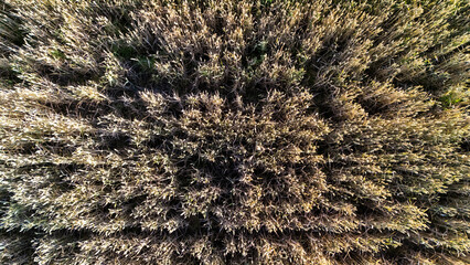 Aerial view of a dense field with tall dried grasses, showcasing the intricate patterns and textures created by nature. This image reflects the beauty of the natural landscape.
