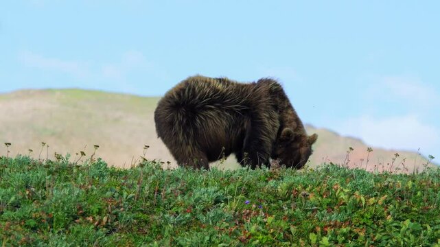 Grizzly bear on a hillside with lush greenery in daylight, captured in a natural style showing wildlife in its natural habitat.