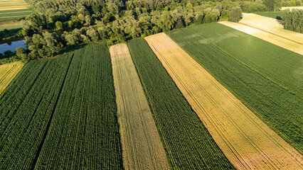Aerial view of lush green fields divided by golden patches, located near a forested area and a calm river, showcasing agricultural diversity and seasonal changes.