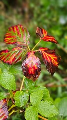 wild strawberry plant