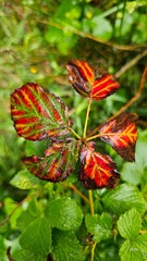 red and yellow flower