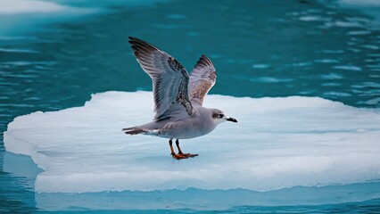 Fototapeta premium Seagull with outstretched wings on floating ice in arctic waters